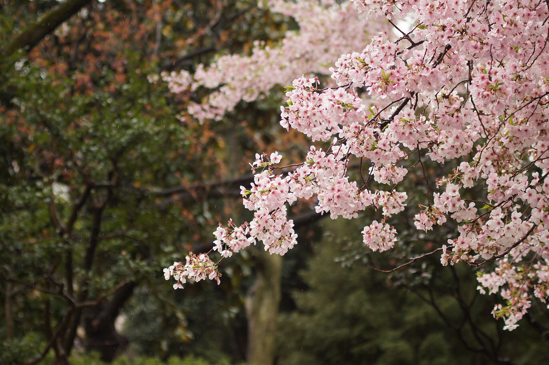 Ueno park cherry blossom