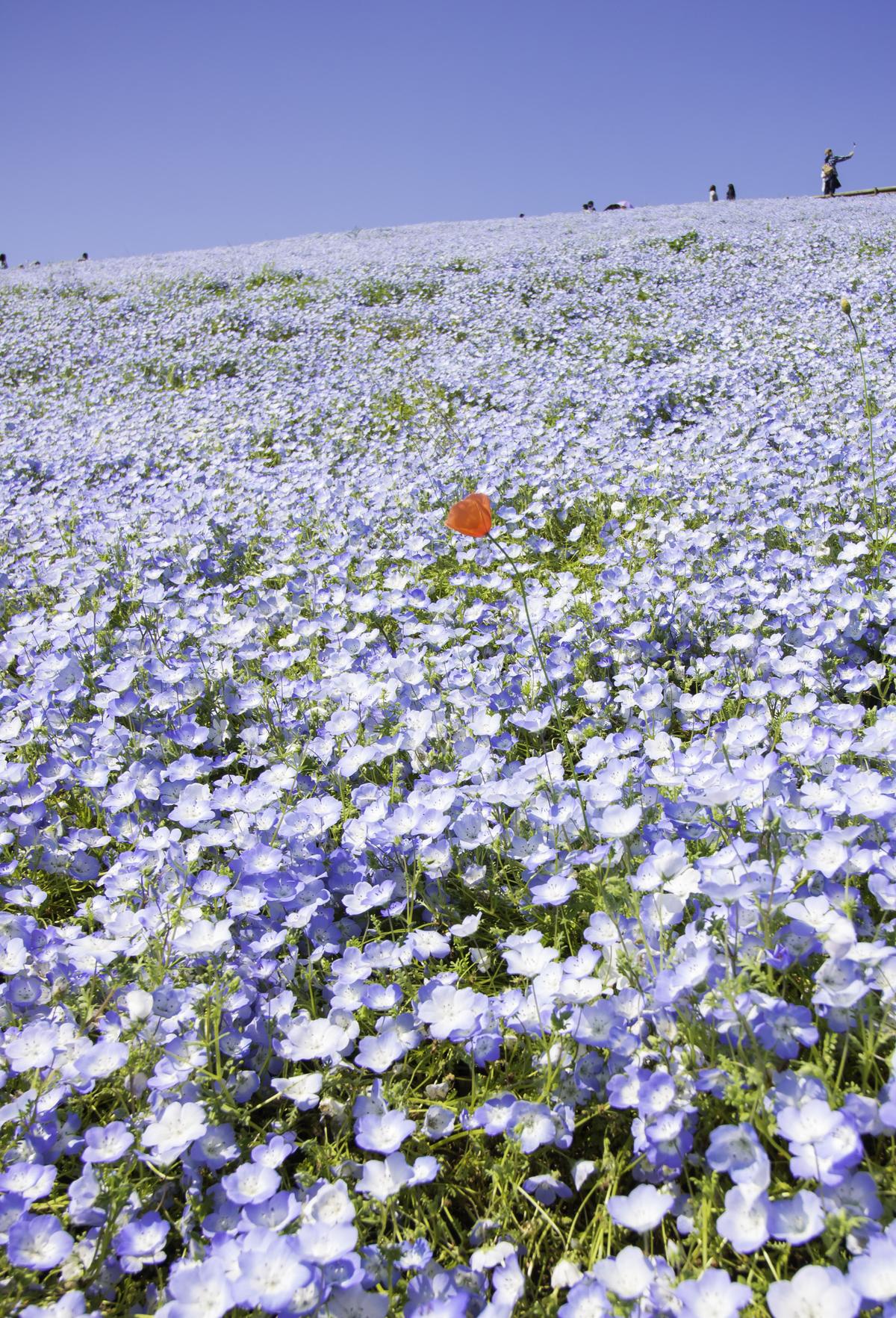 Kanto: Hitachi Seaside Park 3