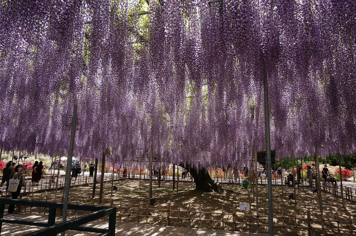 Ashikaga Flower Park wisteria