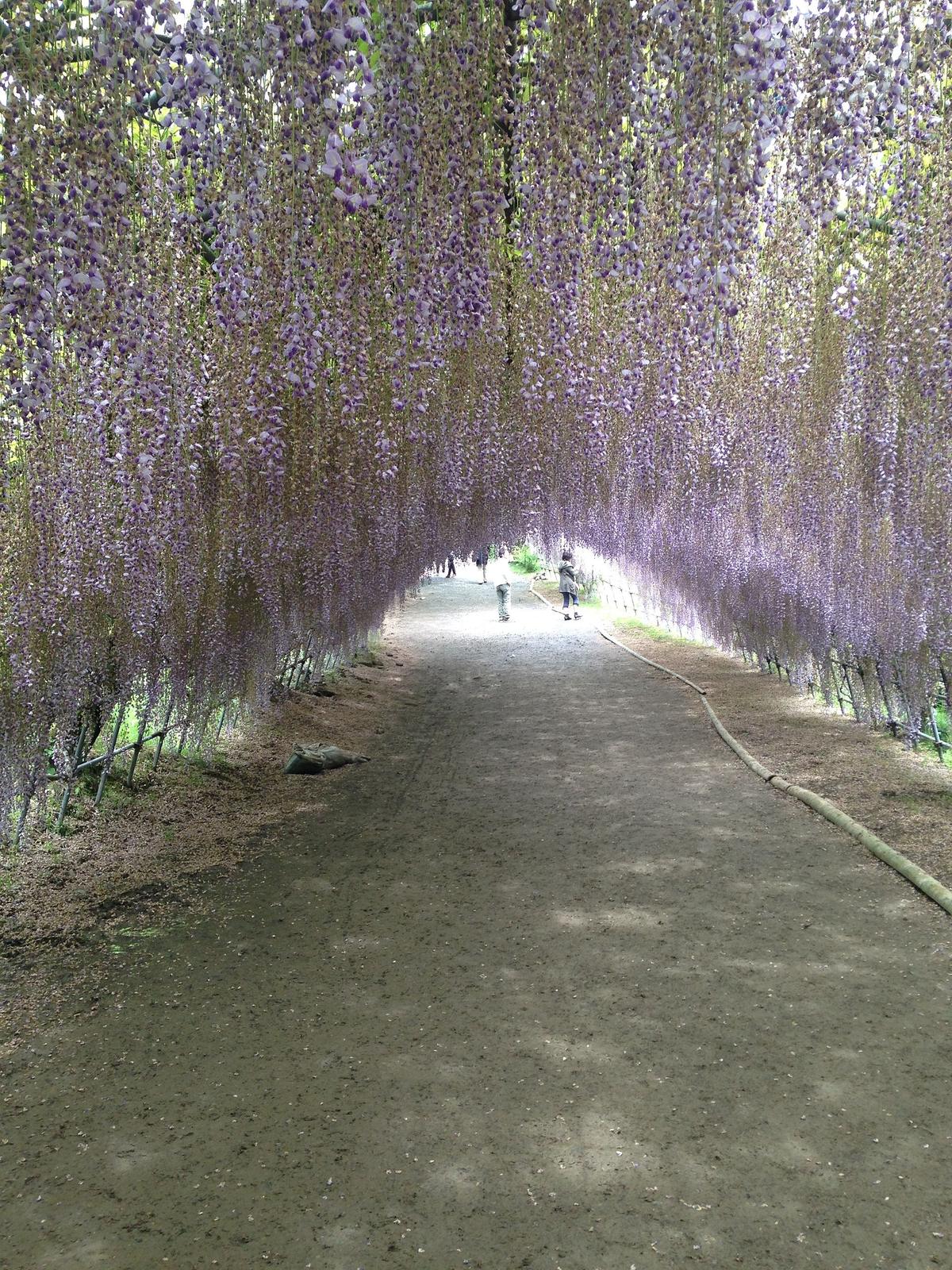 wisteria tunnel Japan