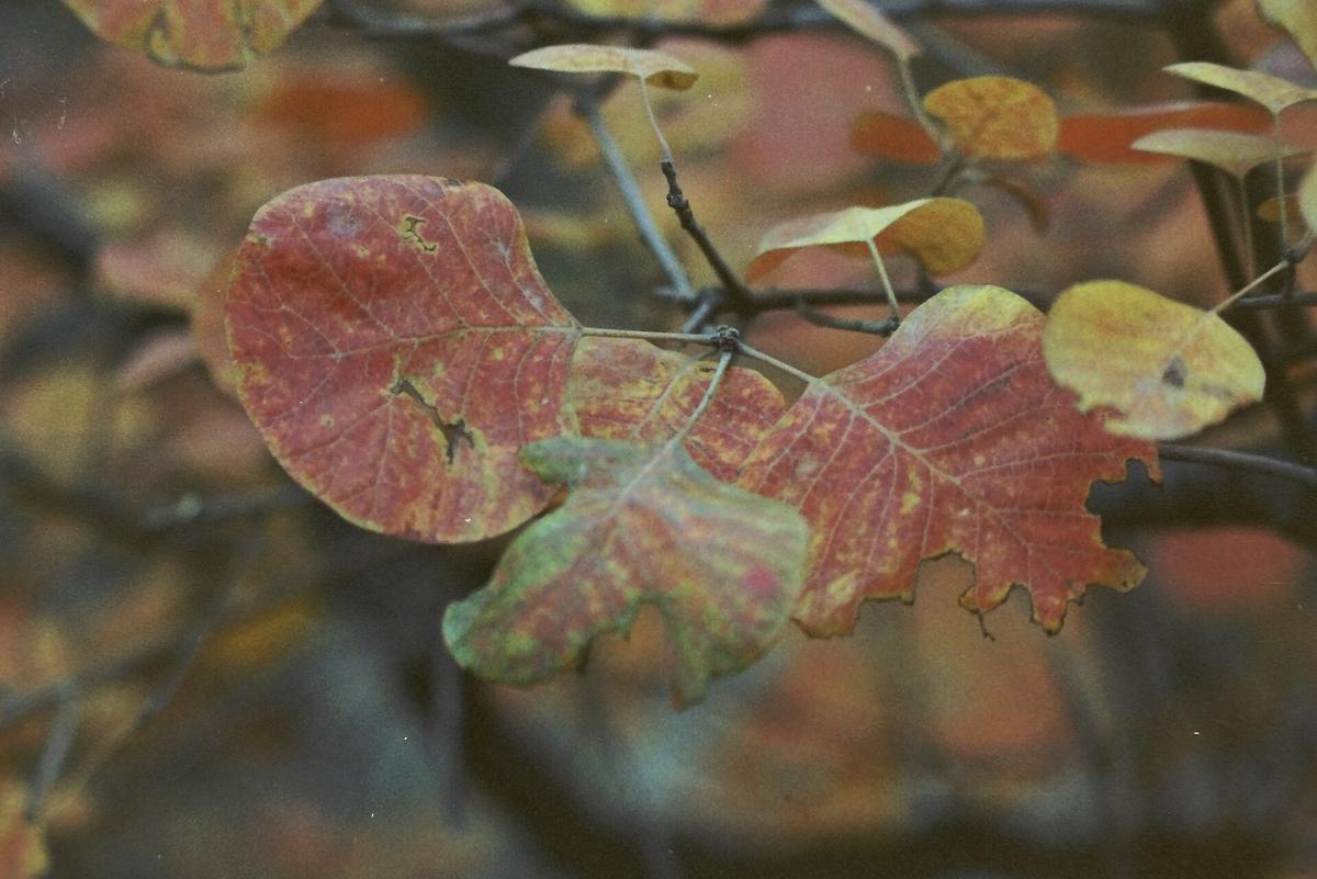 Fragrant Hills red leaves Beijing