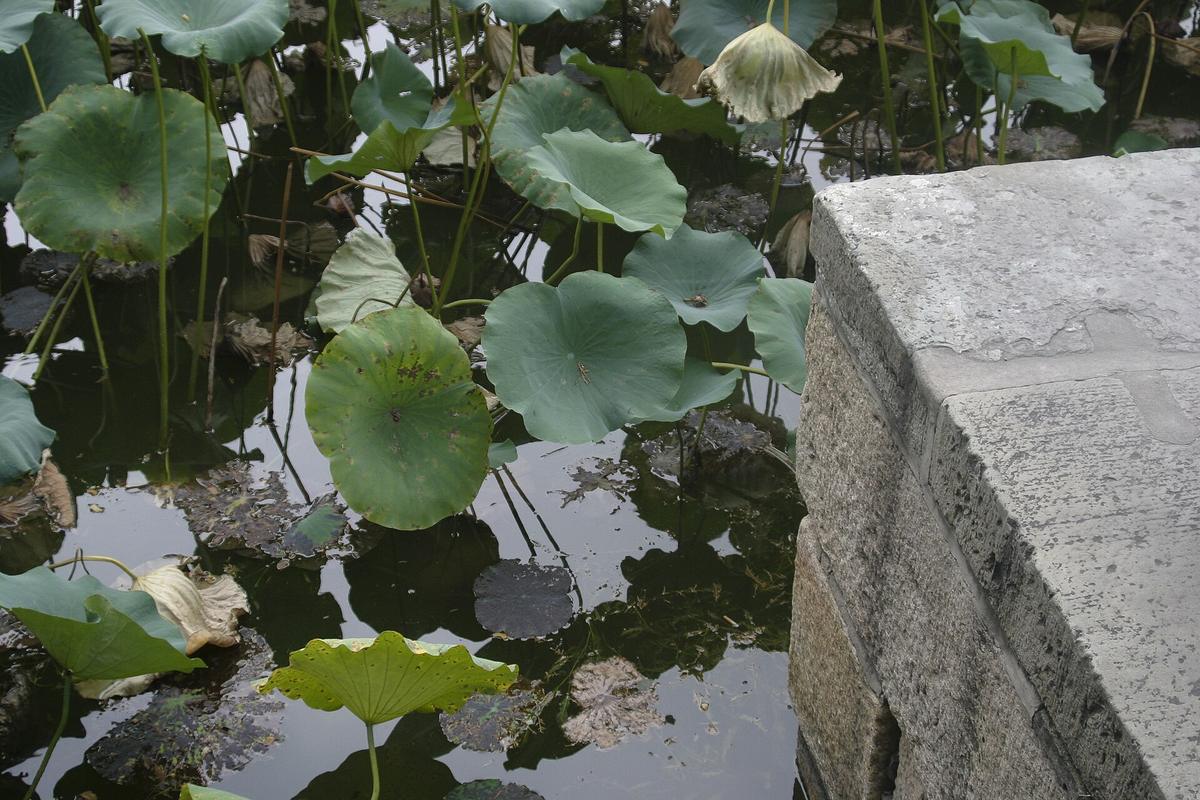 Beijing summer lotus