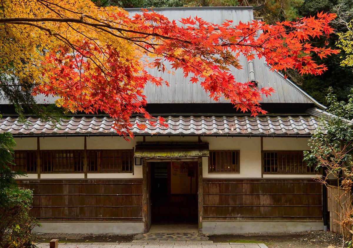 Osaka autumn leaves park