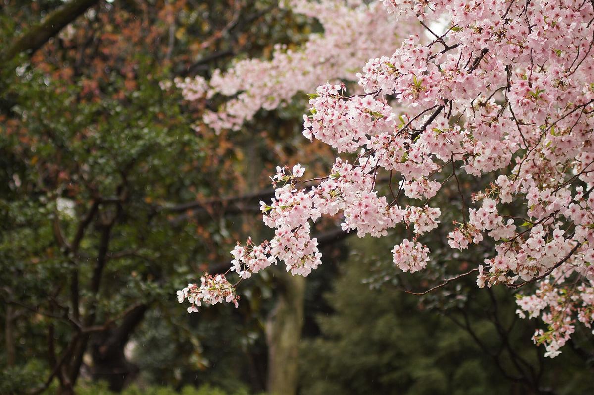 Ueno park cherry blossom