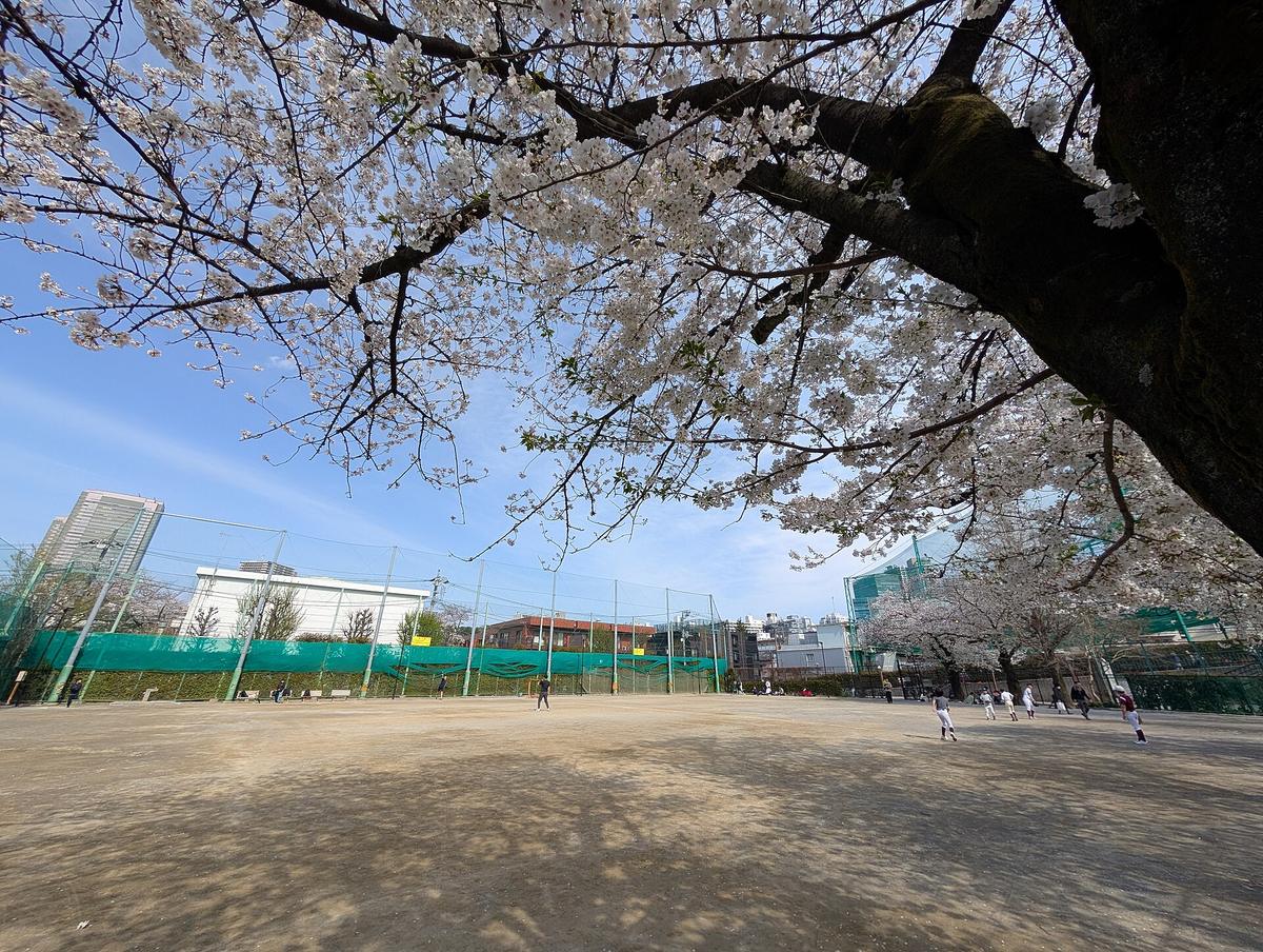 Meguro river cherry blossom Tokyo