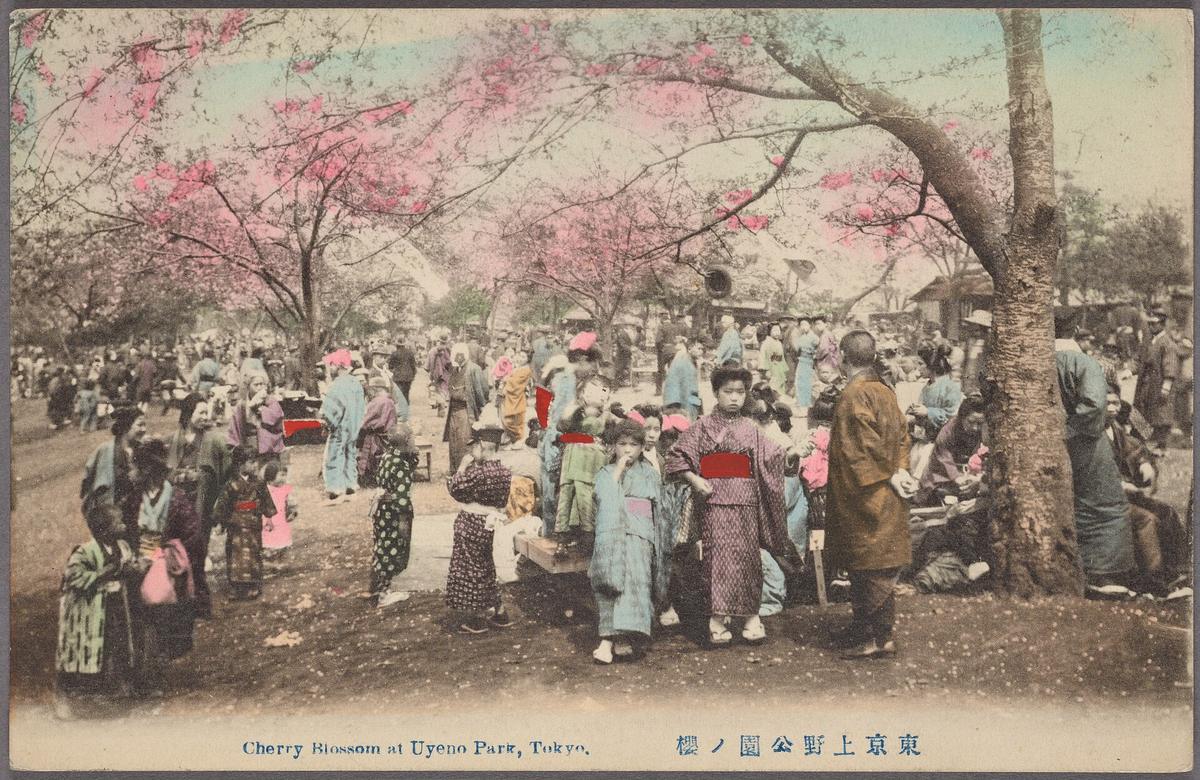Ueno Park Tokyo cherry blossom