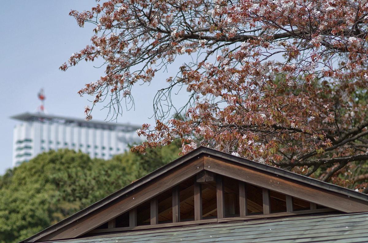 Shinjuku Gyoen cherry blossom