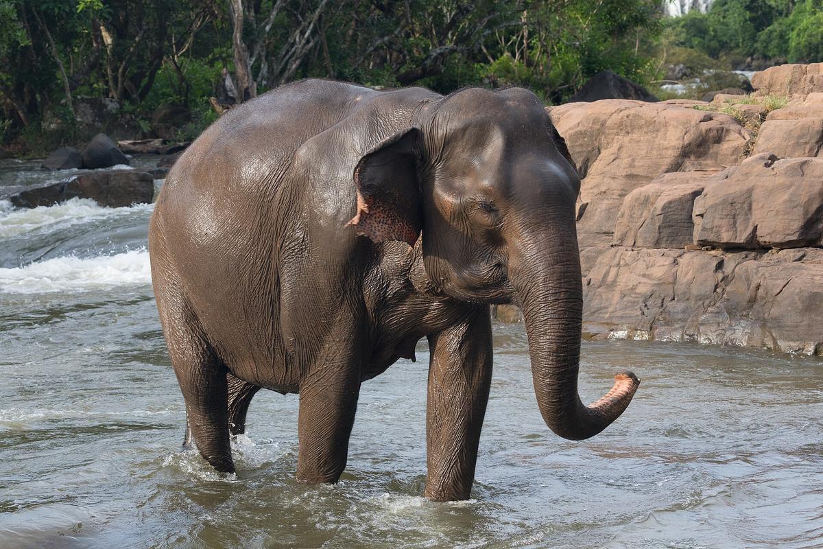 Asian elephant bathing river