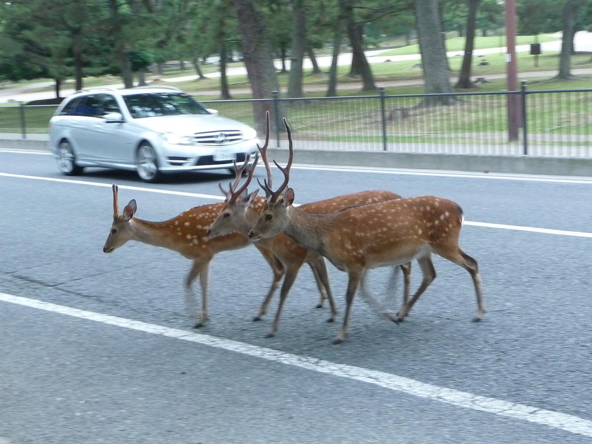 Nara deer Todaiji