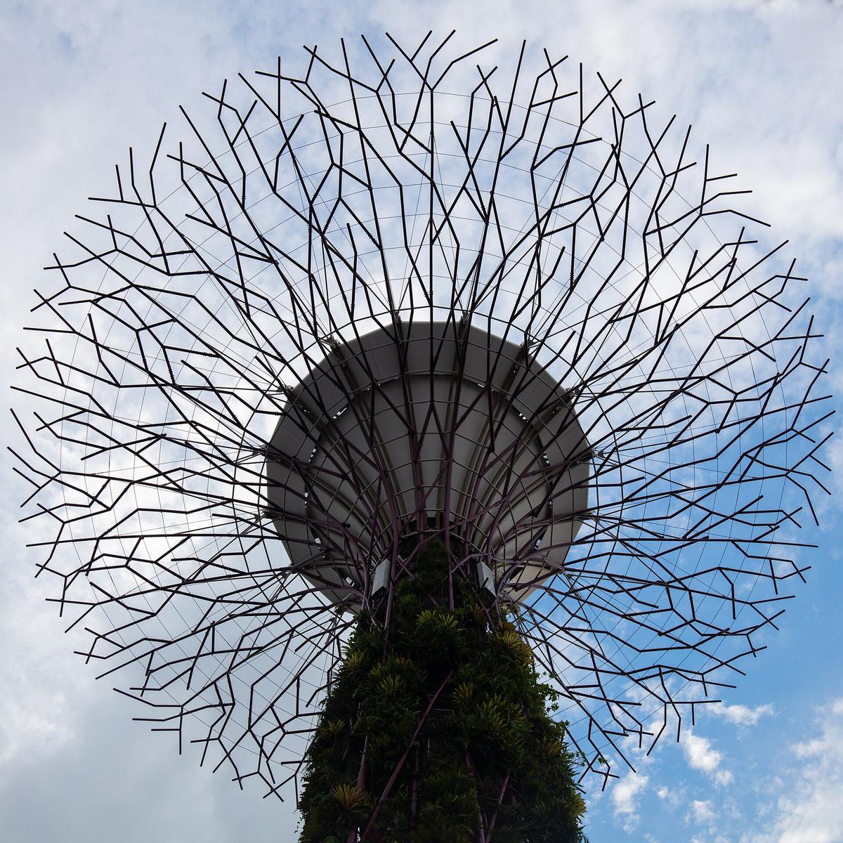 Supertree Grove Gardens by the Bay night