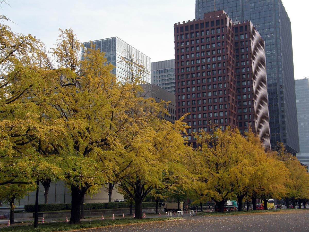 Tokyo autumn ginkgo avenue