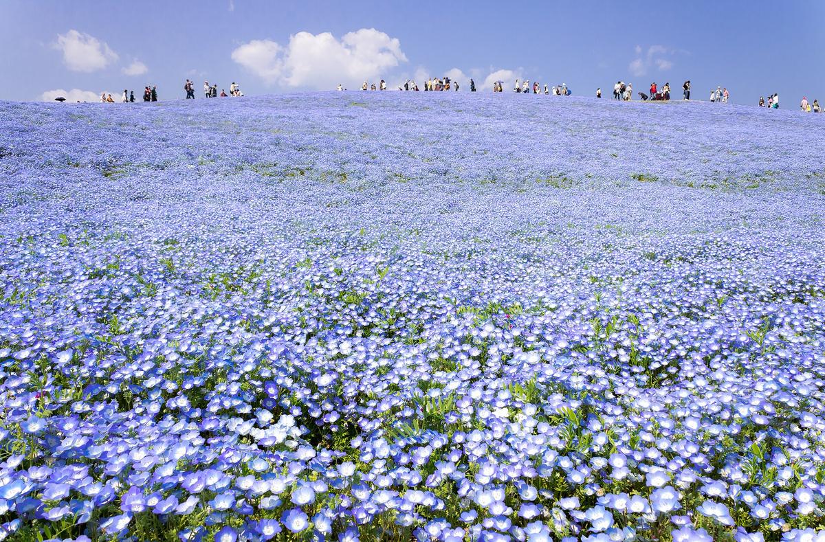 Kanto: Hitachi Seaside Park