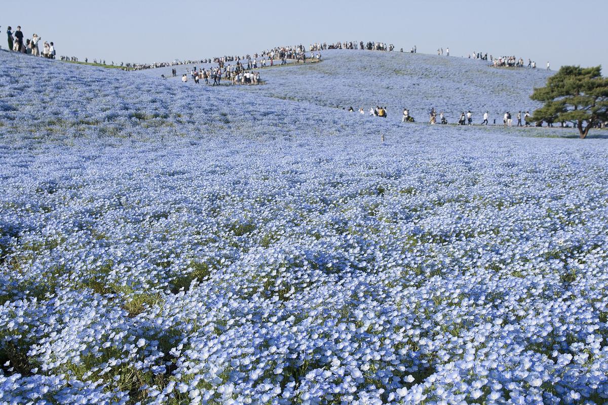 Hitachi Seaside Park nemophila blue