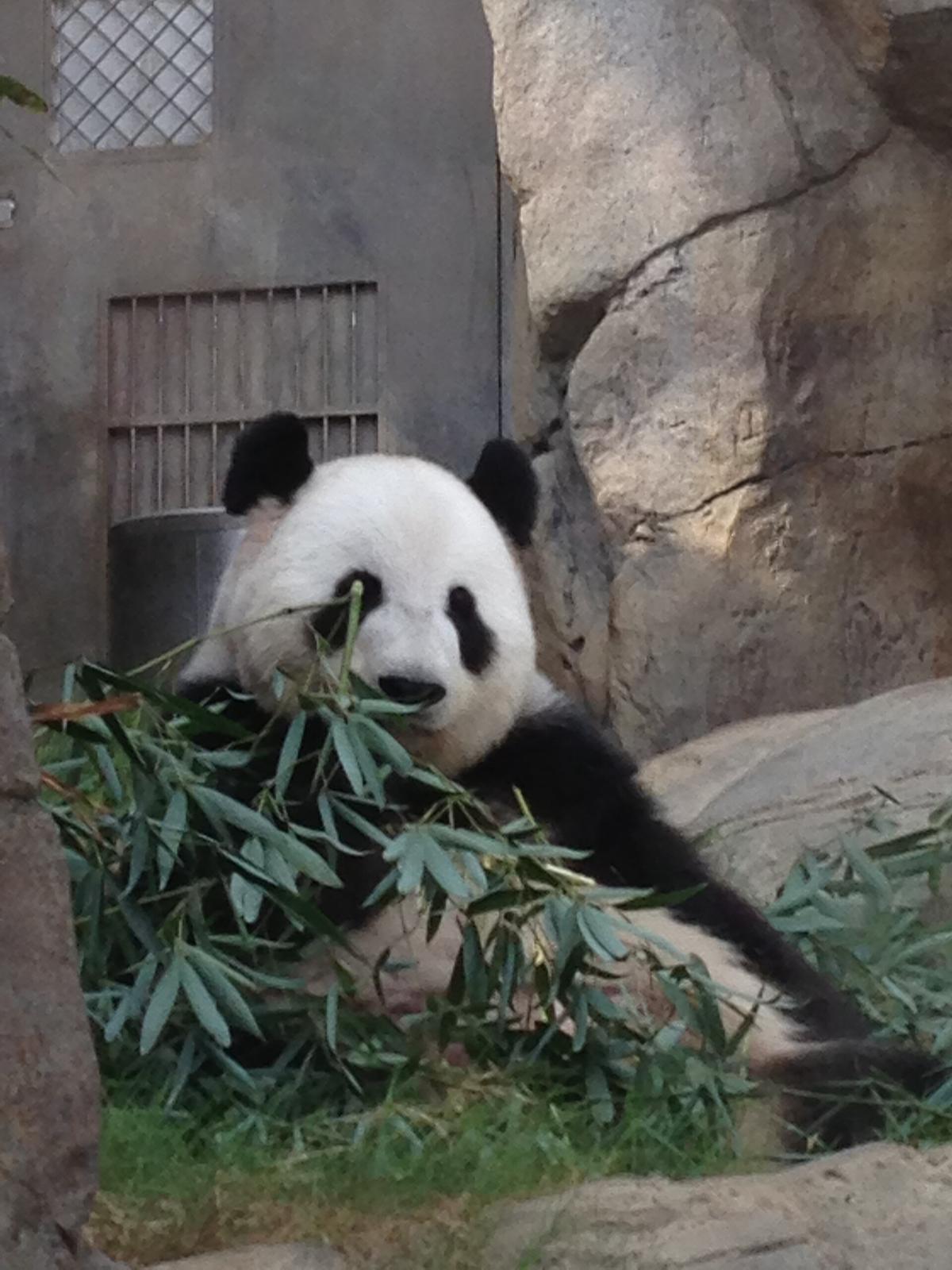 Hong Kong Ocean Park panda