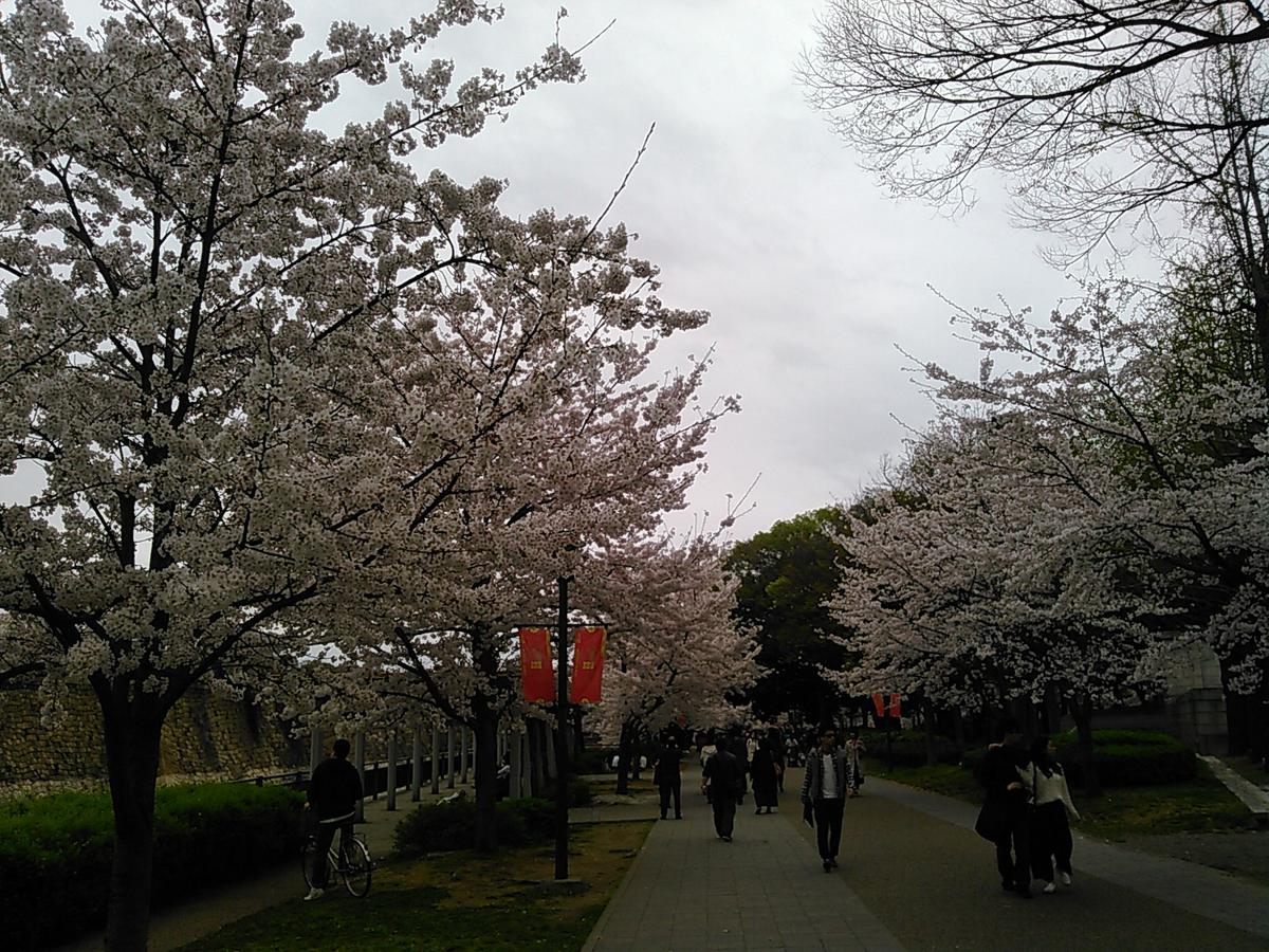 Osaka Castle cherry blossom