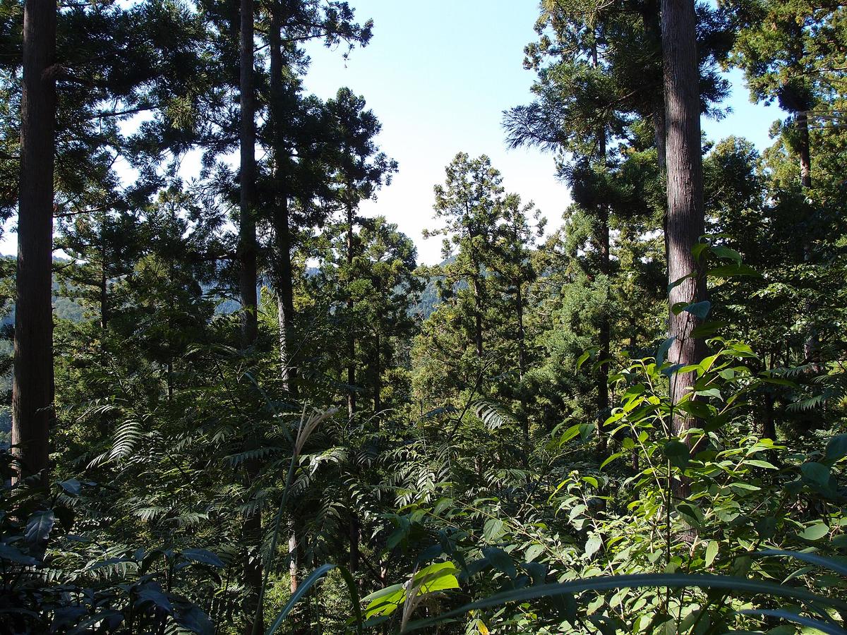 Mount Takao trail forest Tokyo