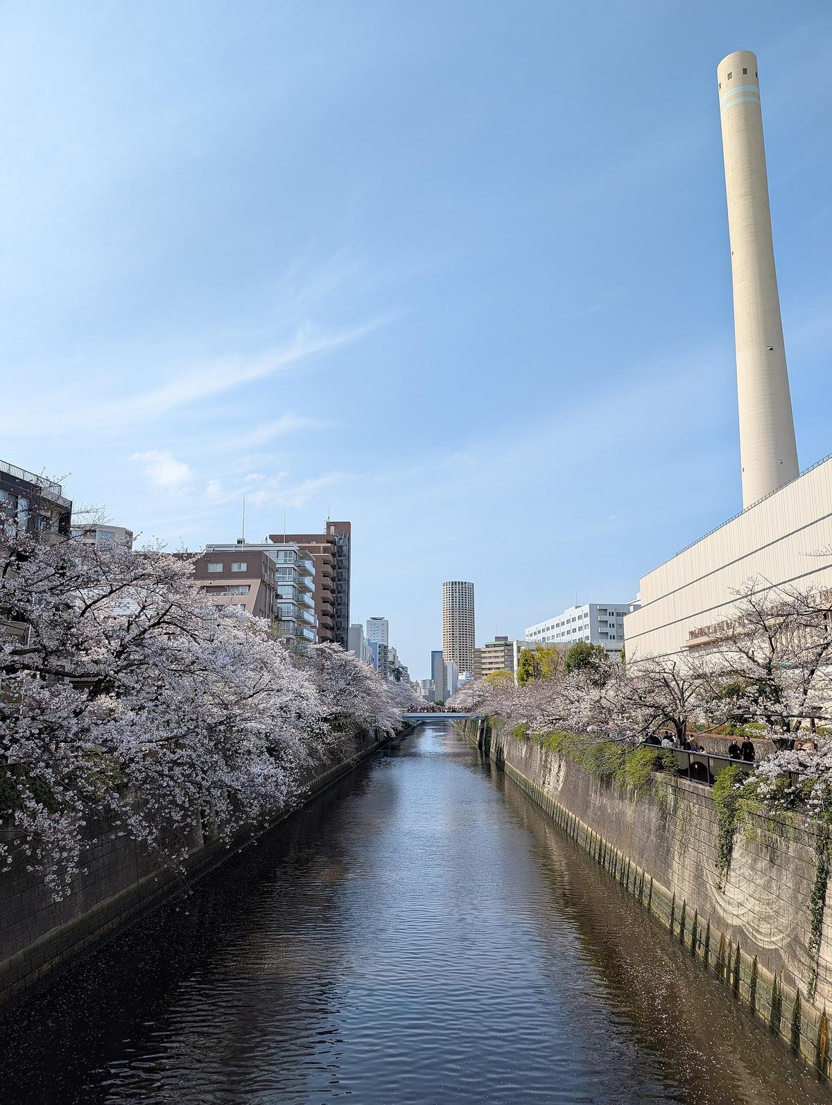Meguro river cherry blossom Tokyo