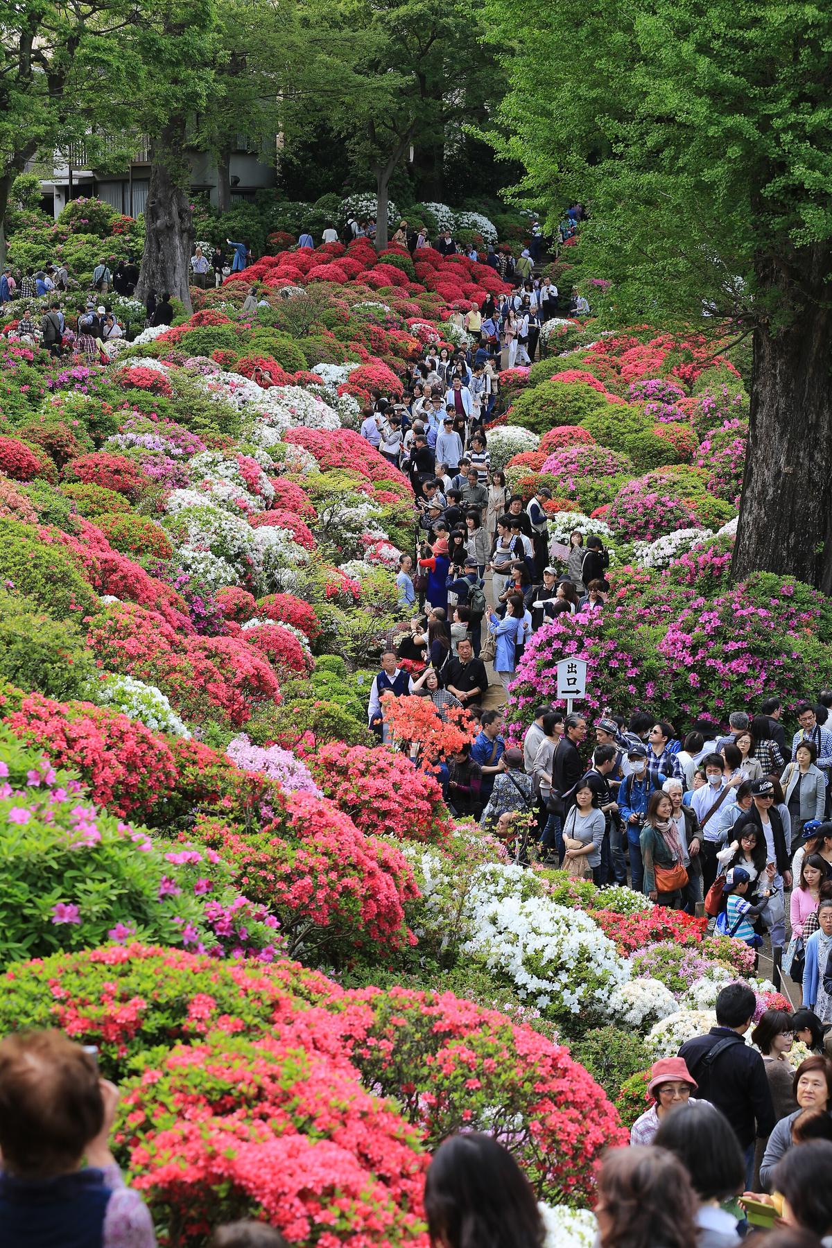 azalea festival Japan shrine
