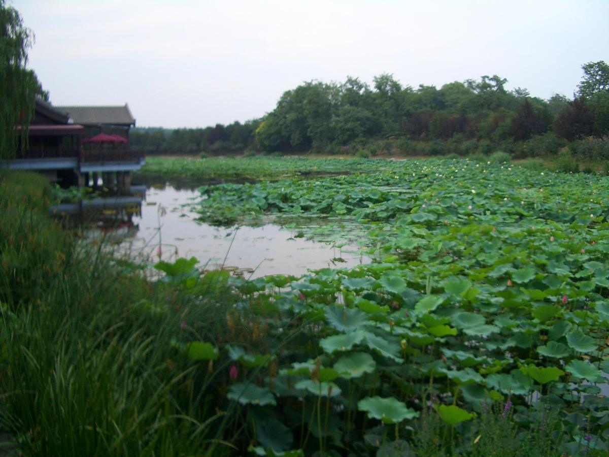 Yuanmingyuan lotus lake Beijing