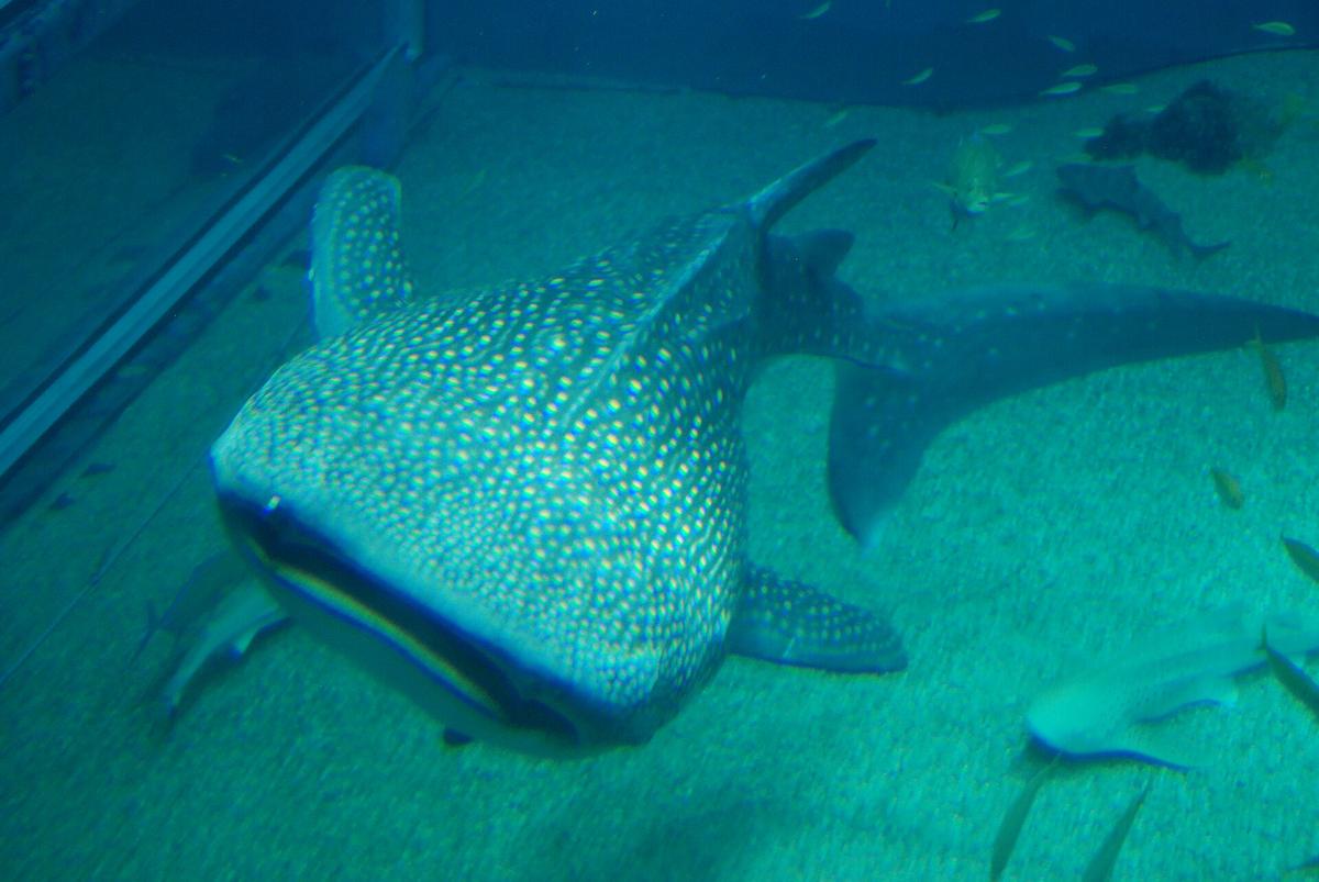 Osaka Aquarium Kaiyukan whale shark tank