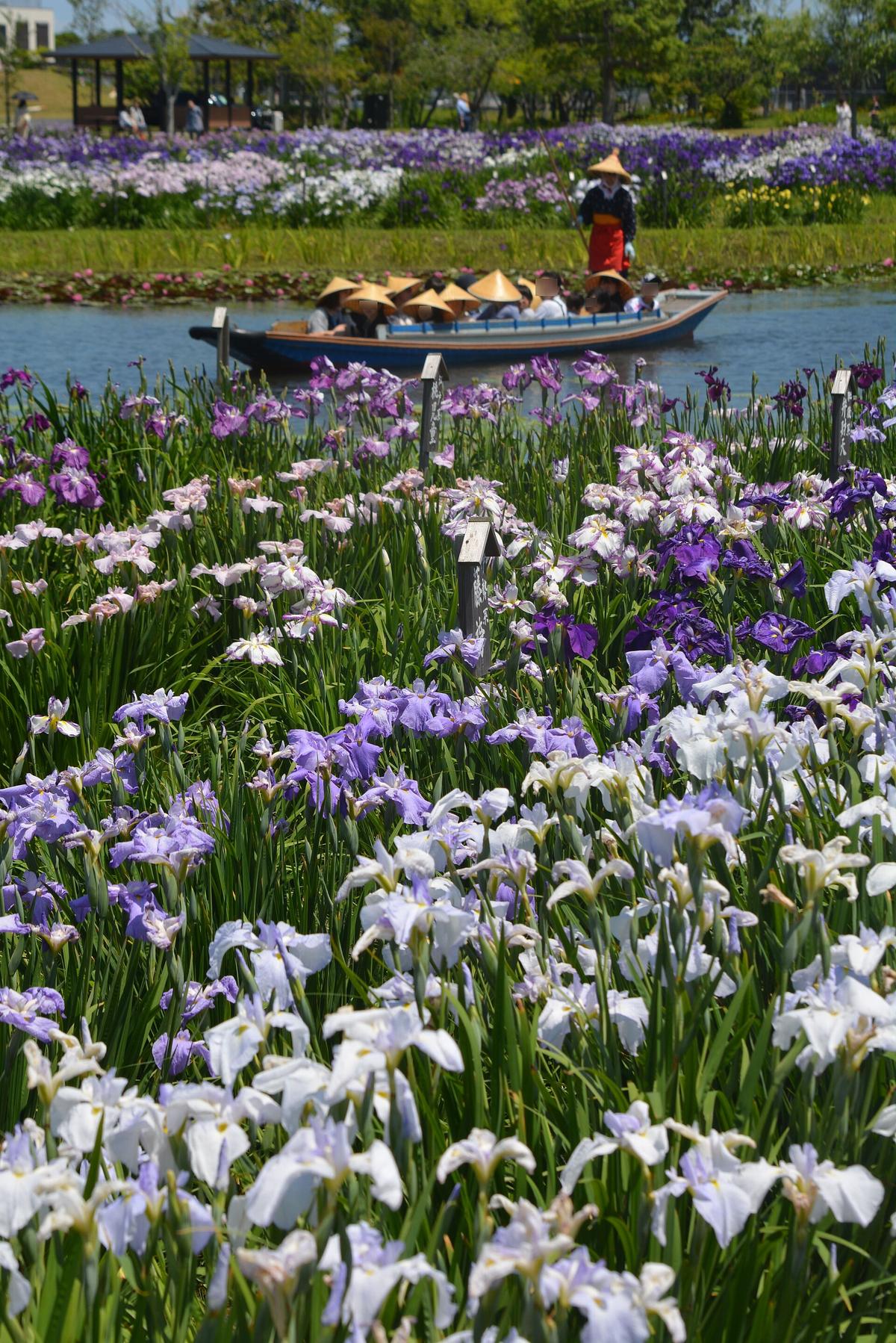 Sawara Katori