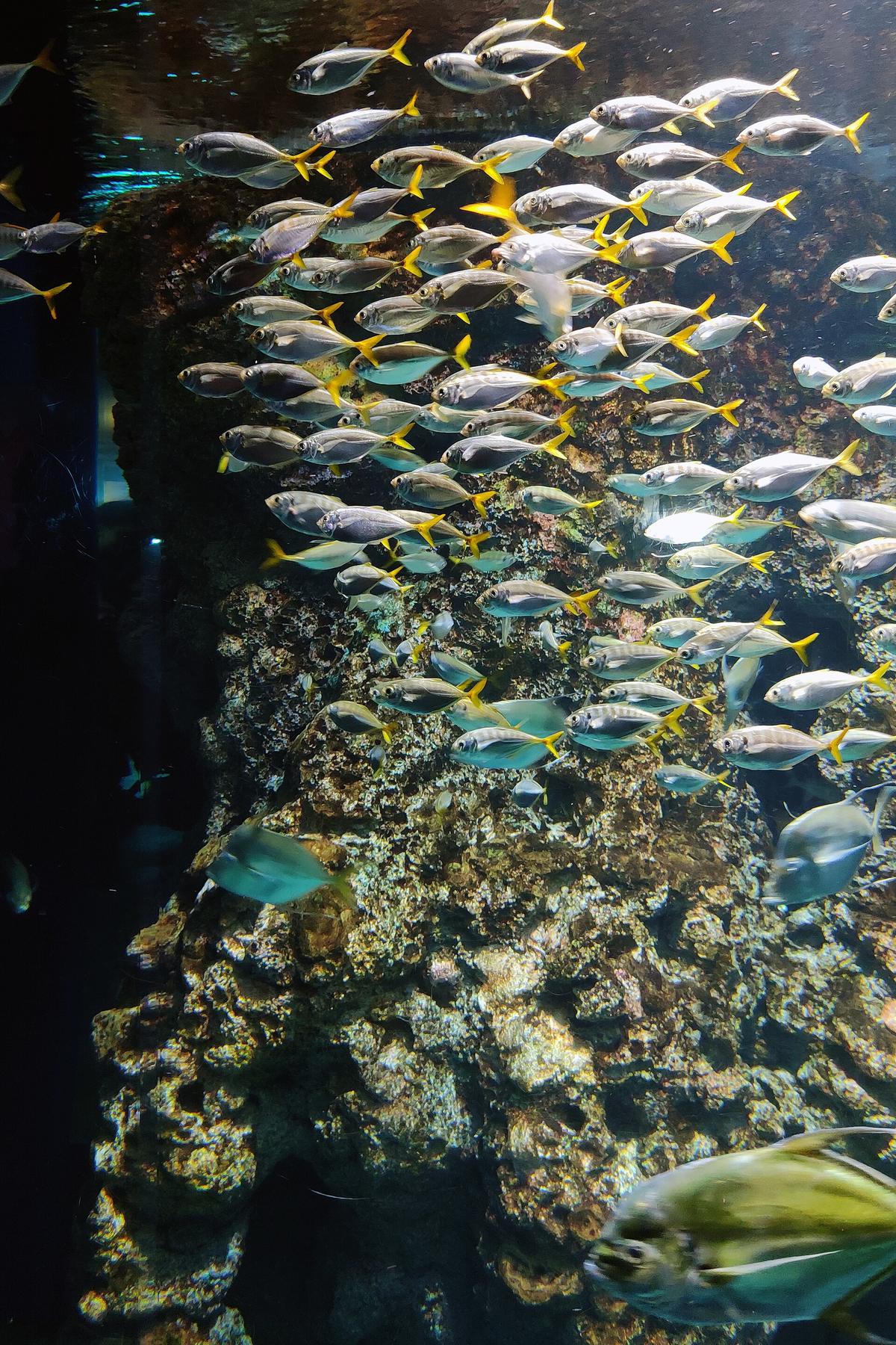 S.E.A. Aquarium Singapore