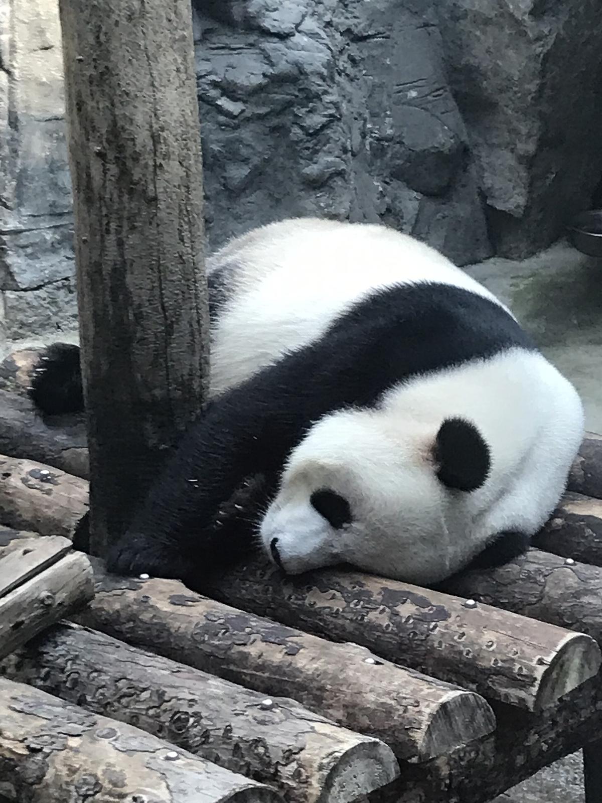 Beijing Zoo panda