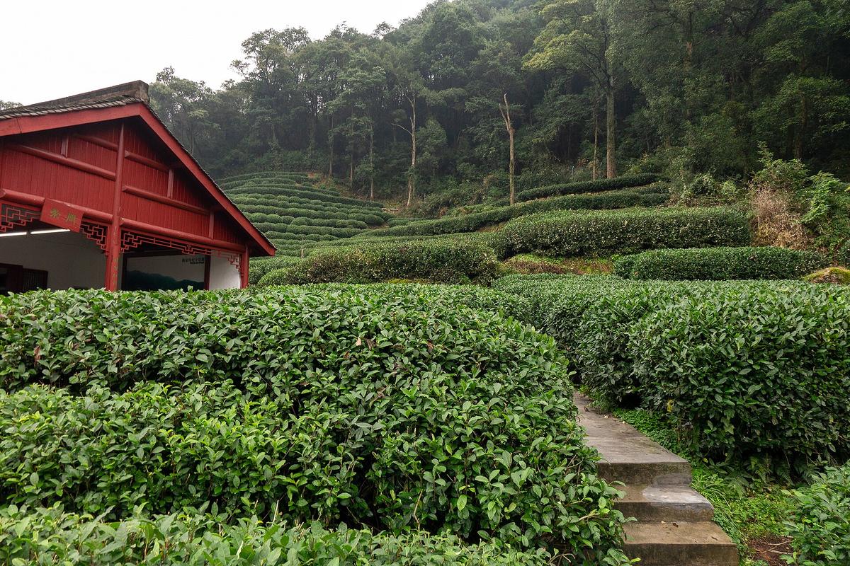 Hangzhou tea plantation Longjing