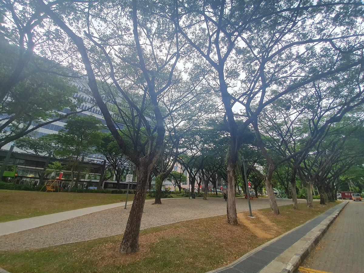 Singapore park green trail