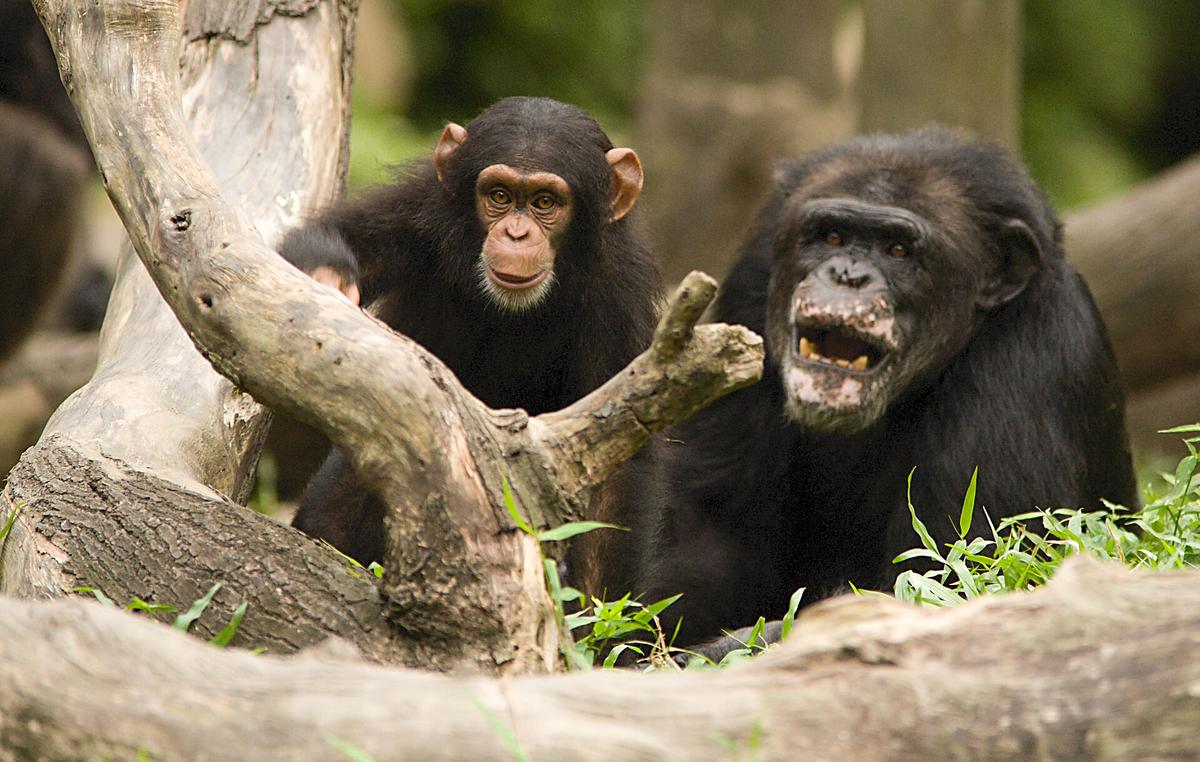 family at Singapore zoo