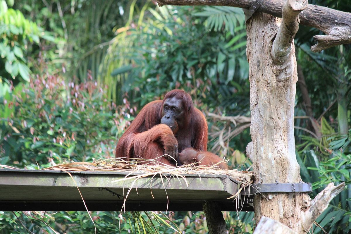 Singapore Zoo orangutan enclosure