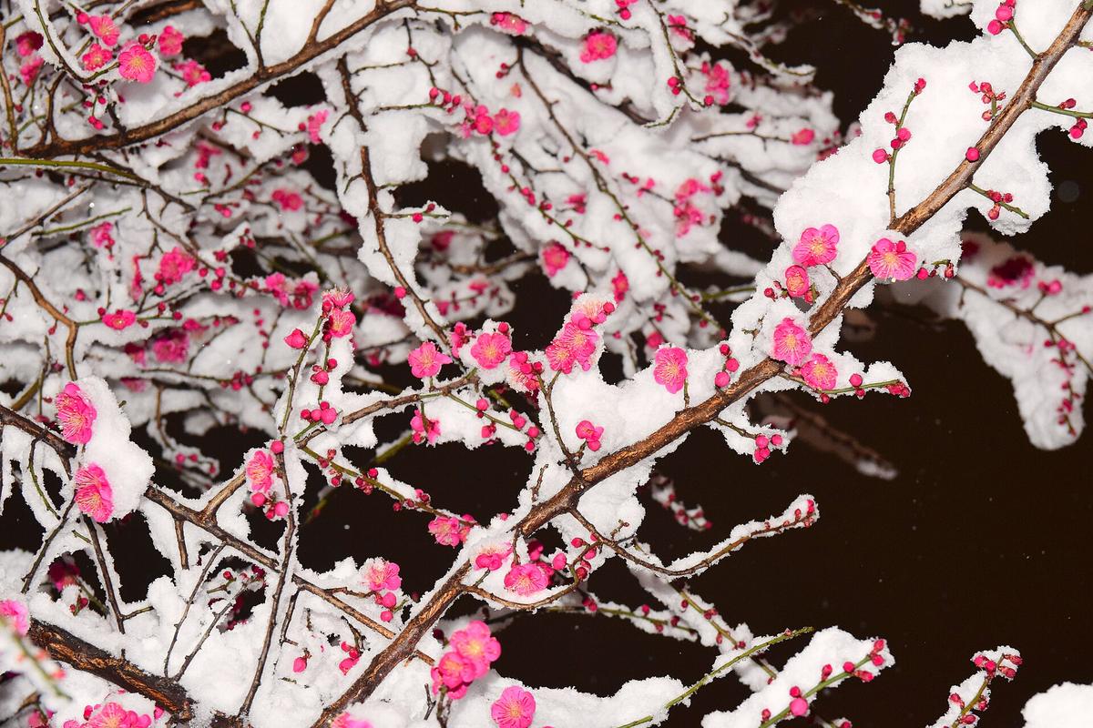 Tokyo snow street