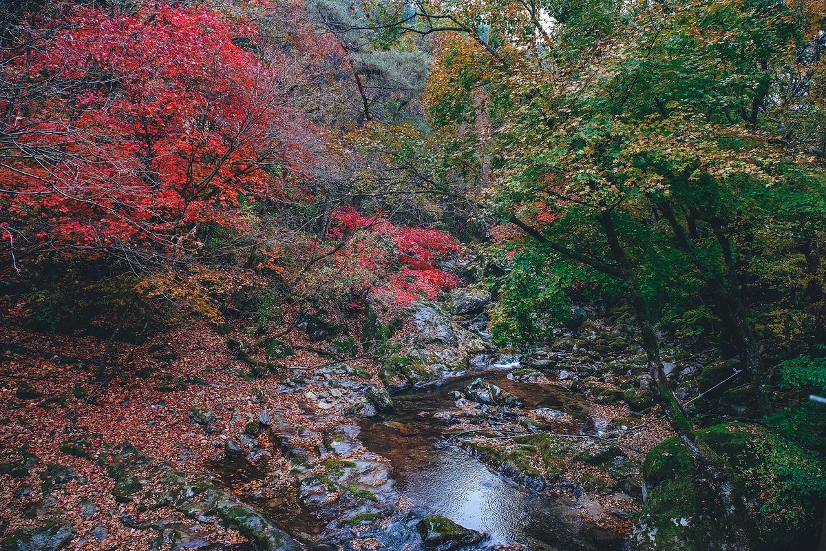 South Korea autumn foliage