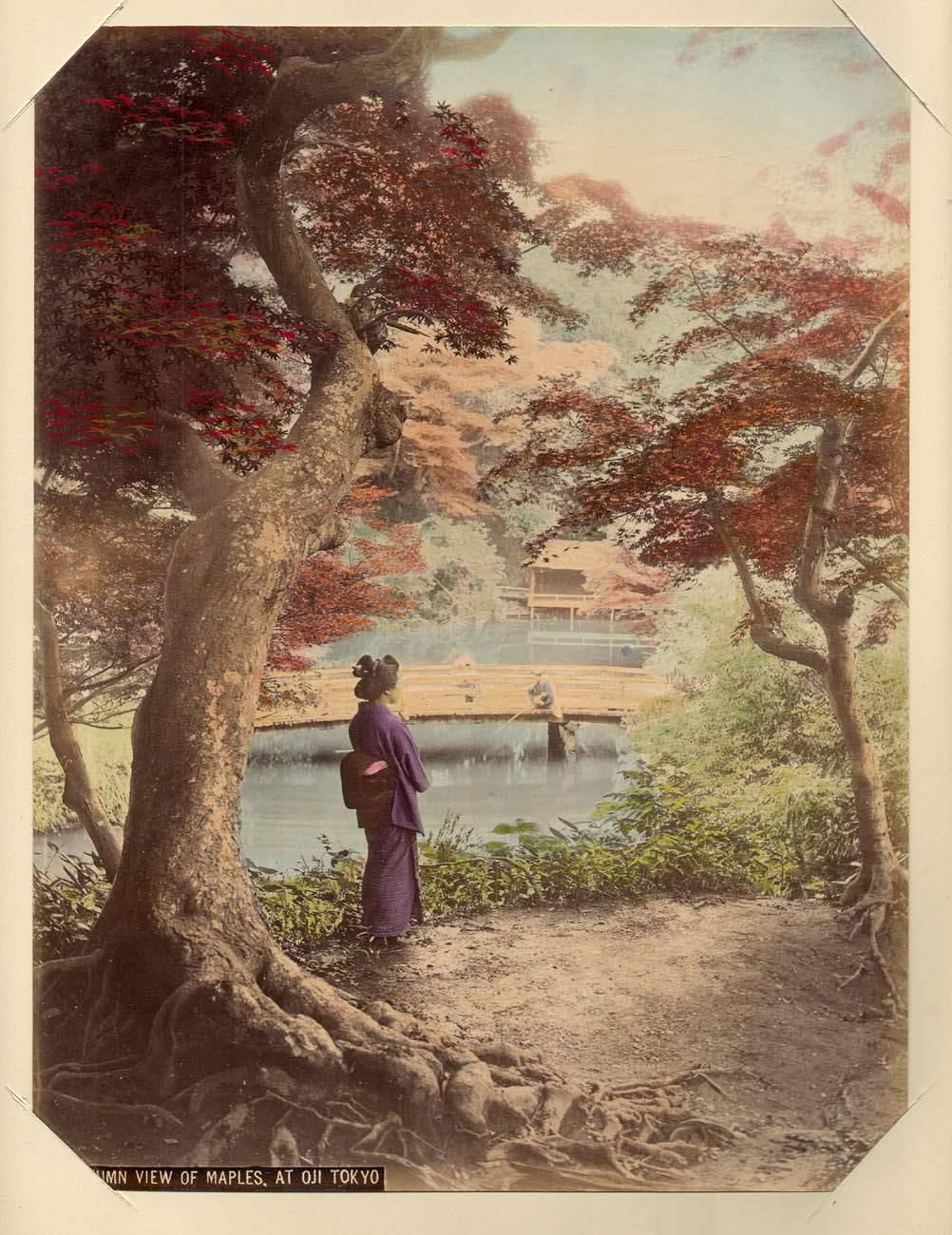 Japanese maple autumn garden Tokyo