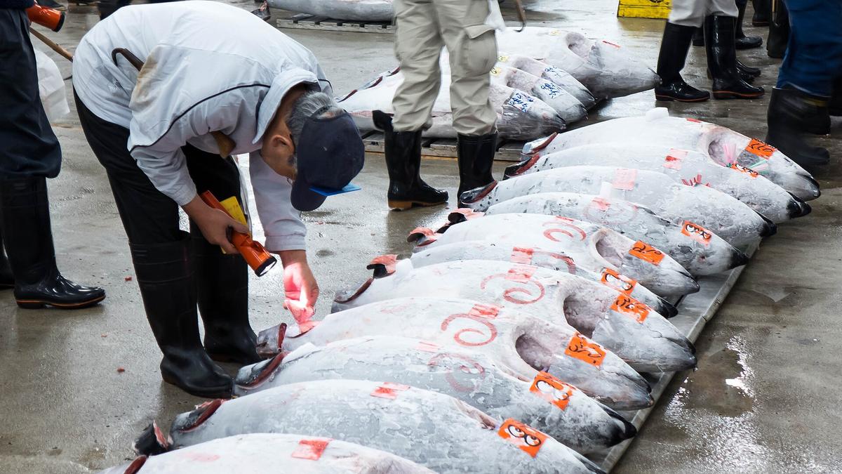 Tokyo fish market tuna