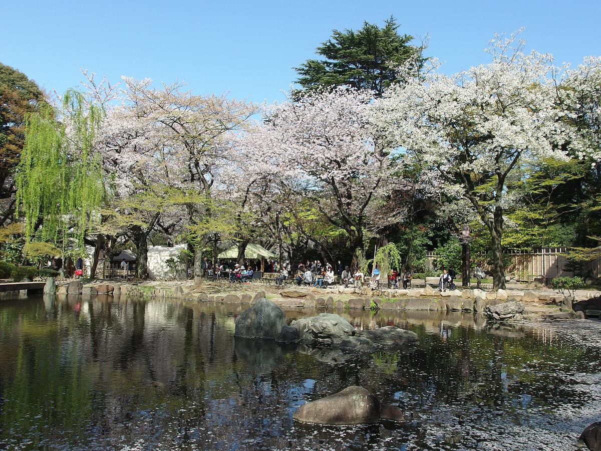 cherry blossom shrine Tokyo